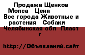 Продажа Щенков Мопса › Цена ­ 18 000 - Все города Животные и растения » Собаки   . Челябинская обл.,Пласт г.